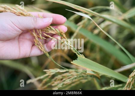 Eine Nahaufnahme einer weiblichen Hand, die den asiatischen Reis berührt Stockfoto