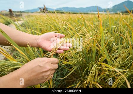 Eine Nahaufnahme einer weiblichen Hand, die den asiatischen Reis berührt Stockfoto