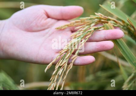 Eine Nahaufnahme einer weiblichen Hand, die den asiatischen Reis berührt Stockfoto