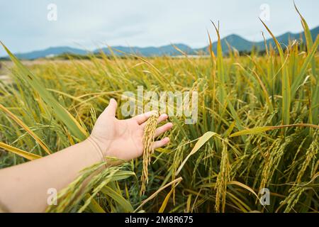 Eine Nahaufnahme einer weiblichen Hand, die den asiatischen Reis berührt Stockfoto