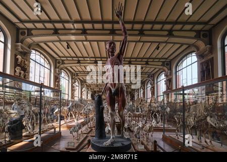 Paris, Frankreich - Mai 2022: Paris Naturhistorisches Museum Fossilien und Skelette aus der Galerie Paläontologie und vergleichende Anatomie Stockfoto