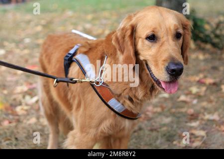 Blindenführhund. Schule von Blindenführhunden und Sehbehinderten. Paris. Frankreich. Europa. Stockfoto