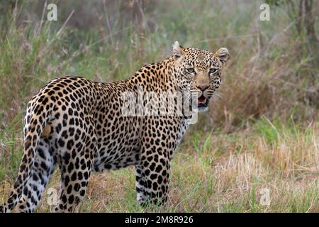 Großer männlicher Leopard, der über seine Schulter in Richtung Kamera blickt, in der grünen Grassavanne im Kruger-Nationalpark, Südafrika Stockfoto