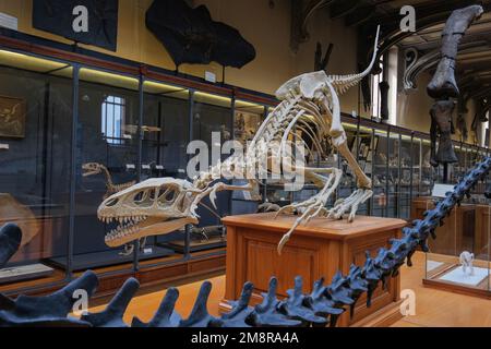 Paris, Frankreich - Mai 2022: Paris Naturhistorisches Museum Fossilien und Skelette aus der Galerie Paläontologie und vergleichende Anatomie Stockfoto