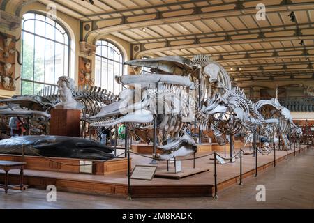 Paris, Frankreich - Mai 2022: Paris Naturhistorisches Museum Fossilien und Skelette aus der Galerie Paläontologie und vergleichende Anatomie Stockfoto