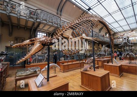 Paris, Frankreich - Mai 2022: Paris Naturhistorisches Museum Fossilien und Skelette aus der Galerie Paläontologie und vergleichende Anatomie Stockfoto