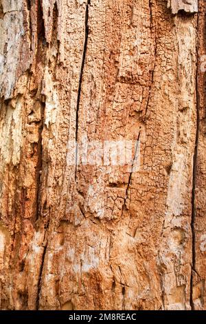 Konsistenz von altem Baumholz ohne Rinde Stockfoto