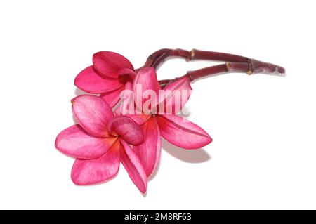 Rosafarbene Frangipani Plumeria rubra-Blumen auf weißem Hintergrund Stockfoto