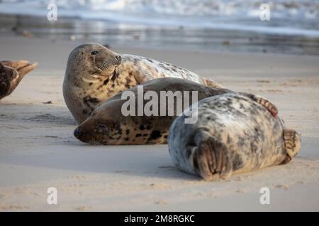 Eine Gruppe weiblicher atlantischer Graurobben ruht am Waxham Beach in Norfolk UK, Januar 2023 Stockfoto