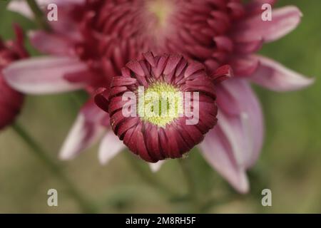 Chrysantheme Blumen aus der Nähe. Rosa Chrysanthemen. Florale Hintergrund der Herbst lila Chrysanthemen. Stockfoto