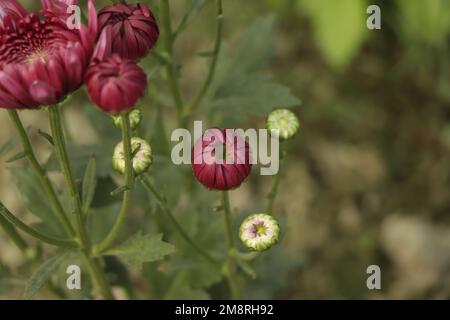 Hintergrund von schönen rosa Chrysantheme Blumen. Stockfoto