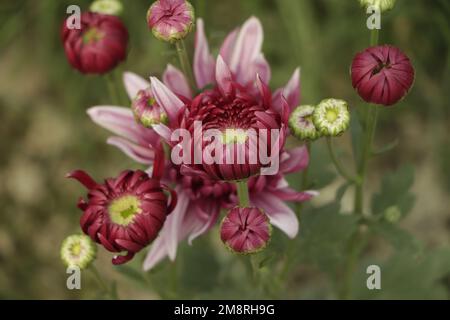 Ein Nahfoto von einem Haufen dunkelrosa Chrysanthemen mit gelben Mittelpunkten und weißen Spitzen auf den Blütenblättern Stockfoto