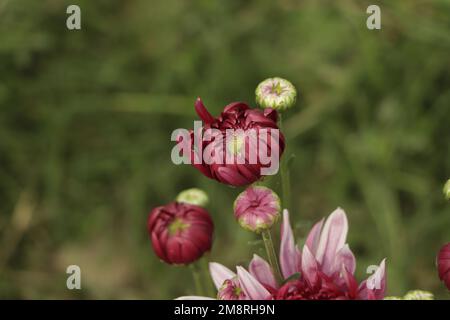 Chrysanthemmmuster im Blumenpark. Ein Haufen rosafarbener Chrysanthemen Stockfoto