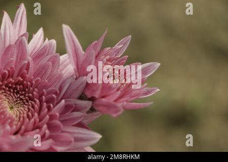 Ein Nahfoto von einem Haufen dunkelrosa Chrysanthemen mit gelben Mittelpunkten und weißen Spitzen auf den Blütenblättern Stockfoto