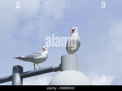 Niedriger Blickwinkel von Vögeln, die sich auf dem Lampenpfosten befinden Stockfoto