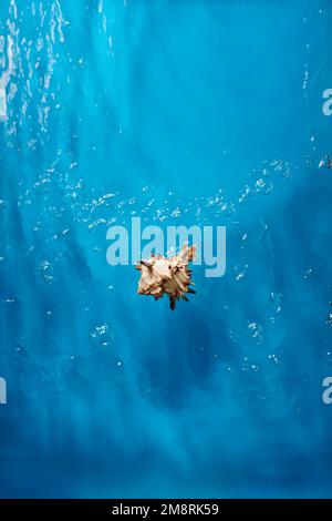 Wunderschöne Muschel in hellblauem Ozeanwasser mit Wellen und Blasen Stockfoto