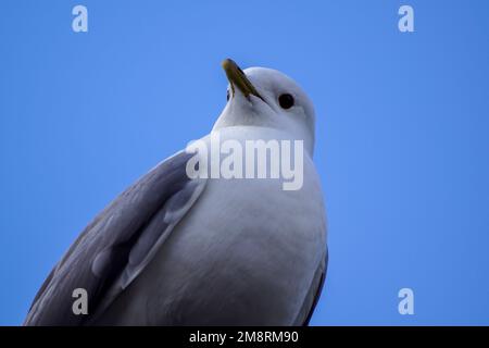 Blick von der Möwe aus dem niedrigen Winkel zum klaren blauen Himmel Stockfoto