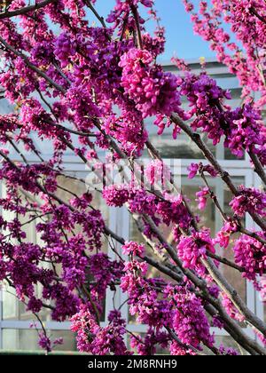 Frühlingsblumen Garten (Cercis siliquastrum) vor blauem Himmel. Stockfoto