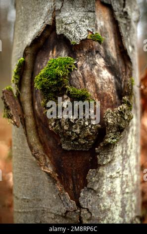 Herzförmiges Schnitzen in die Rinde eines Stamms mit etwas Moos (möglicherweise symbolisiert es eine Art gebrochenes Herz), Version 2 Stockfoto
