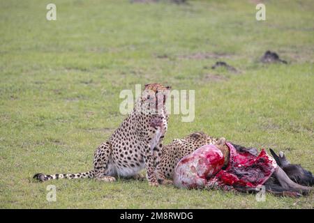 Geparden fressen ihre Tötungen, während Safaribesucher zusehen Stockfoto