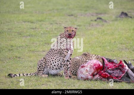 Geparden fressen ihre Tötungen, während Safaribesucher zusehen Stockfoto