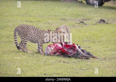 Geparden fressen ihre Tötungen, während Safaribesucher zusehen Stockfoto