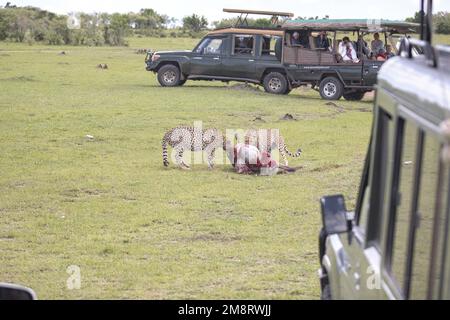 Geparden fressen ihre Tötungen, während Safaribesucher zusehen Stockfoto