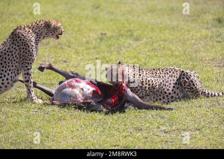 Geparden fressen ihre Tötungen, während Safaribesucher zusehen Stockfoto