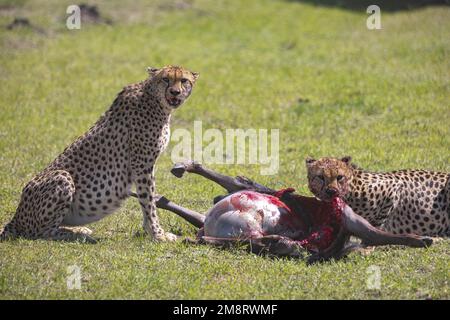 Geparden fressen ihre Tötungen, während Safaribesucher zusehen Stockfoto