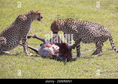 Geparden fressen ihre Tötungen, während Safaribesucher zusehen Stockfoto