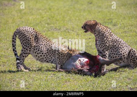 Geparden fressen ihre Tötungen, während Safaribesucher zusehen Stockfoto