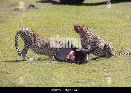 Geparden fressen ihre Tötungen, während Safaribesucher zusehen Stockfoto