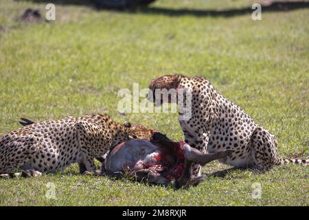 Geparden fressen ihre Tötungen, während Safaribesucher zusehen Stockfoto