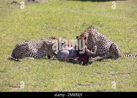 Geparden fressen ihre Tötungen, während Safaribesucher zusehen Stockfoto