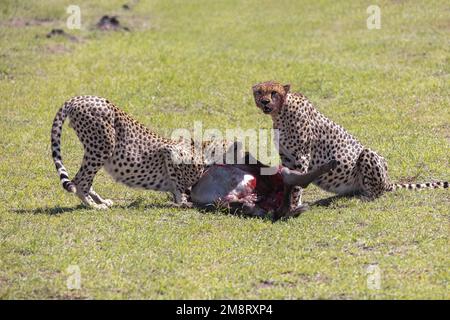 Geparden fressen ihre Tötungen, während Safaribesucher zusehen Stockfoto