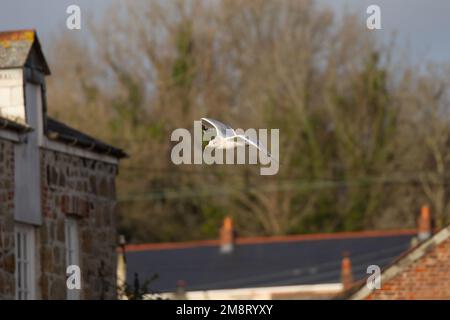 Fliegende Möwe, Heringsmöwe über Dächern Stockfoto