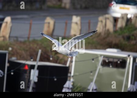 Fliegende Möwe, Heringsmöwe Stockfoto