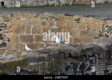 Seemöwen-Heringsmöwe, hoch oben an einer Wand, mit Blick auf eine weiße Taube Stockfoto