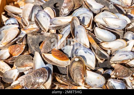 Geöffnete Muscheln im Hintergrund. Muscheln an der Küste. Meeresfrüchte aus Asov. Stockfoto