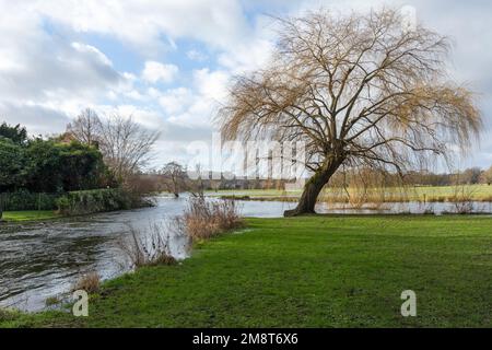 Geschwollener Fluss Avon in Salisbury, Wiltshire, England, Großbritannien, verursacht Überschwemmungen nach Starkregen. Überschwemmungen im Januar 2023 Stockfoto