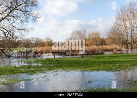 Geschwollener Fluss Avon in Salisbury, Wiltshire, England, Großbritannien, verursacht Überschwemmungen nach Starkregen. Überschwemmungen im Januar 2023 Stockfoto