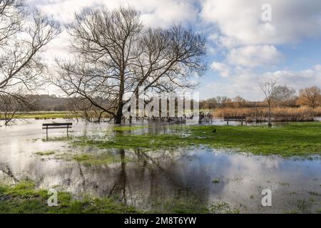 Geschwollener Fluss Avon in Salisbury, Wiltshire, England, Großbritannien nach starken Regenfällen. Januar 2023 Stockfoto