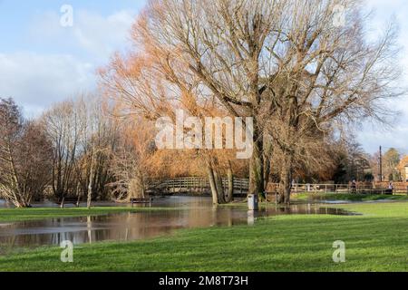 Geschwollener Fluss in Salisbury, Wiltshire, England, Großbritannien nach starken Regenfällen. Januar 2023 Stockfoto