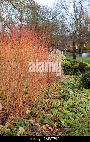 Queen Elizabeth Gardens im Januar, Salisbury, Wiltshire, England, Großbritannien Stockfoto