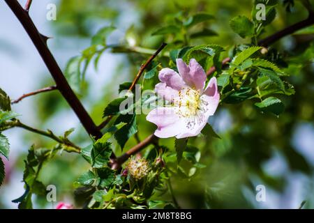 Nahaufnahme einer rosa Blütenpflanze Stockfoto