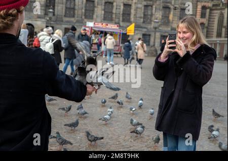 Tauben Am Dam-Platz In Amsterdam, Niederlande, 3-1-2023 Stockfoto