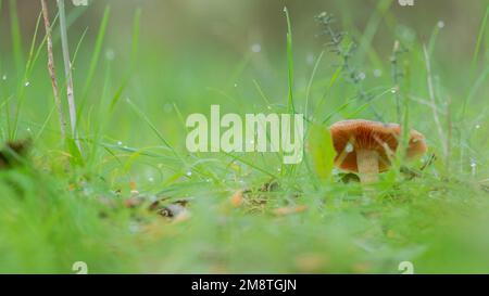 Laccaria laccata im Wald aus Wurmsicht. Konzept Pilzpflücken, Wildtiere, essbare Pilze Stockfoto