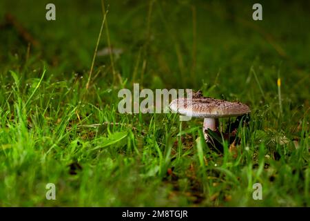 Amanita phalloides Giftpilz, gemeinhin bekannt als Todeskappe Stockfoto