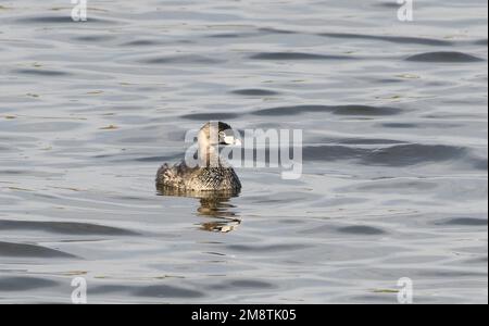 Ein gezackter Gölpel (Podilymbus podiceps) in einem Becken in Sümpfen zwischen Pisco und dem Pazifik. Pisco, Peru. Stockfoto