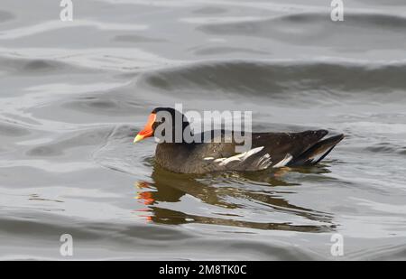 Ein gewöhnliches Gallinule (Gallinula galeata) in einem Becken in Sümpfen zwischen Pisco und dem Pazifischen Ozean. Pisco, Peru. Stockfoto